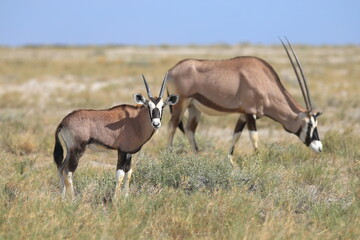 Naklejka na ściany i meble oryx antelope and its calf in the wild of Namibia