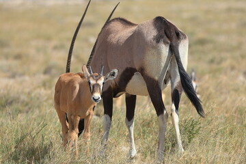 oryx antelope and its calf in the wild of Namibia