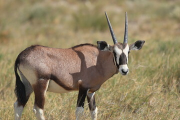 portrait of an oryx antelope in Etosha National Park, Namibia