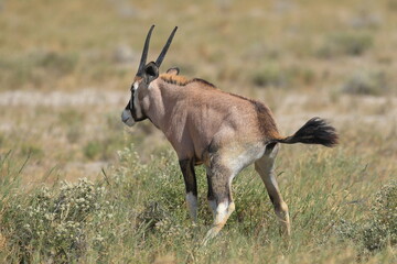 urinating oryx antelope in etosha national park