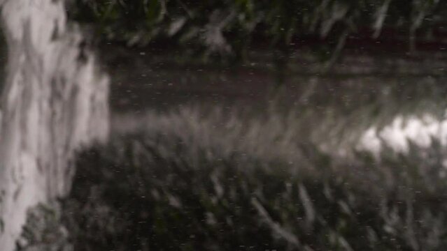 Snowfall on alley with fur trees on background in winter day, vertical video.