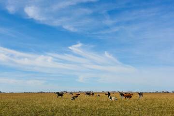 Cows grazing in the field, in the Pampas plain, Argentina