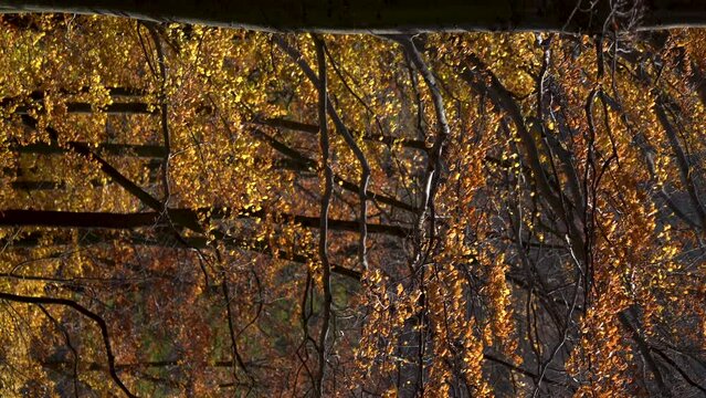Beautiful autumn trees with yellow leaves swaying on the wind, vertical video.