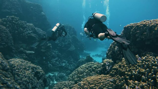 Diving in a coral landscape garden on a guided dive tour with a group of divers in the red sea in egypt, slow-motion
