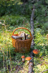 Forest mushroom boletus, cep, porcini, chanterelle collected in a wooden wicker basket. Late summer...