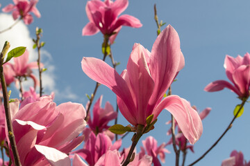 Magnolia soulangeana Flower on a twig blooming against clear blue sky at spring