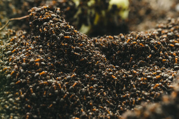Lots of ants in an anthill. All is covered with ants working together to build in an anthill