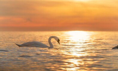 Ein majestätischer weißer Schwan (Cygnus olor) schwimmt in der spiegelglatten Ostsee vor einem atemberaubenden orangefarbenen Sonnenuntergang. Traumhafte Atmosphäre