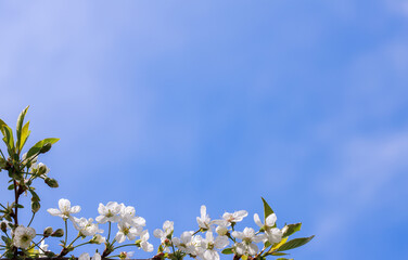 Apple tree flowers against the blue sky. Empty space for text. banner.


