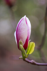 Pink bright magnolia flowers in early spring. Selective focus. Beautiful natural background. Lovely flowers in the park. Festive background, wallpaper. Happy holiday. St. Day Valentine