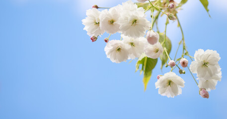 Fototapeta na wymiar Selective focus of delicate branches of pink and white sakura flowers on a tree under blue sky, vibrant sakura flowers in spring, flora texture and background. 