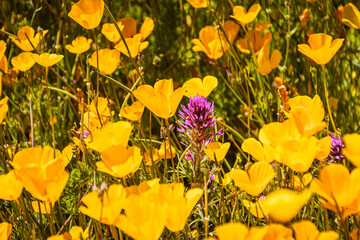 Purple flowers in focused against a background of blurred yellow and orange Mexican poppies