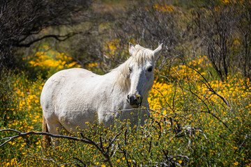 A wild white mustang horse in a field on a spring day