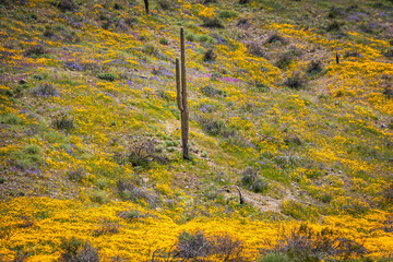 A saguaro cactus in a field of Mexican poppies on a bright sunny spring day in Arizona.