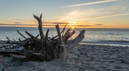 riesige Treibgut Wurzel am Strand der Ostsee bei Sonnenuntergang