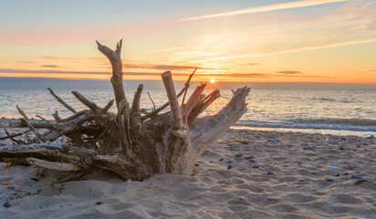 riesige Treibgut Wurzel am Strand der Ostsee bei Sonnenuntergang