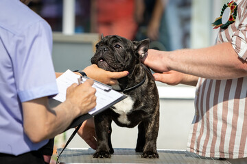 Examination by an expert and description of a young French bulldog at a dog show