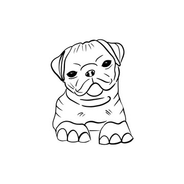 Vector sketch hand drawn silhouette of a cute pug puppy,doodle art with black lines