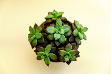 Sedum succulent plant in a flower pot on light background, domestic gardening concept