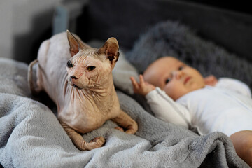 Sphynx cat sits near newborn girl who lies on sofa indoors. Home care and comfort. Motherhood.