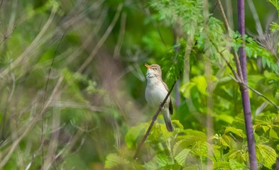 Eastern Olivaceous Warbler (Iduna pallida) is one of the best songbirds in the world.