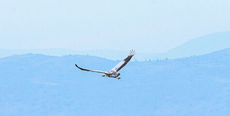 Crane in flight