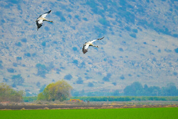 birds in flight