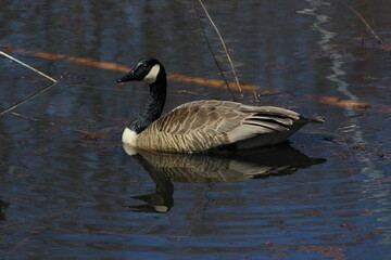 Canada goose reflecting on the pond