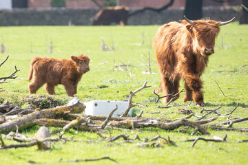 Scottish highland cow