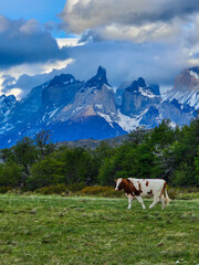 Fototapeta na wymiar Mountain cattle