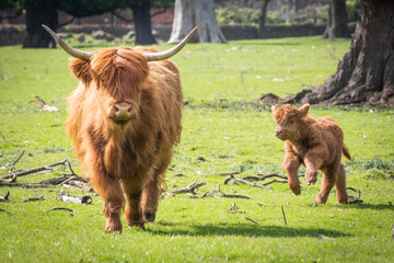highland cow and calf 