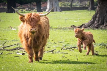 Photo sur Plexiglas Highlander écossais highland cow and calf 
