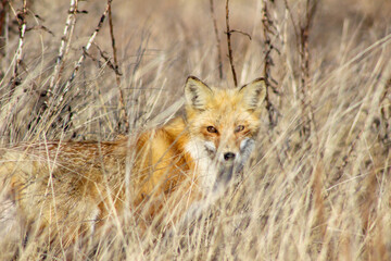 Foxy