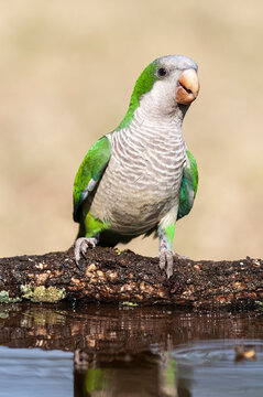 Parakeet ,feeding on wild fruits, La Pampa, Patagonia, Argentina