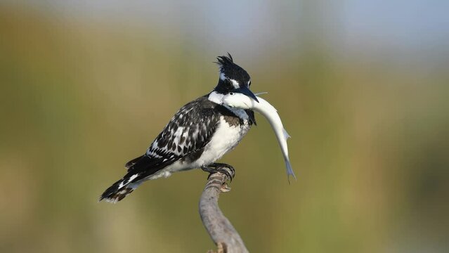 Pied Kingfisher on branch and hunting photography and video shooting