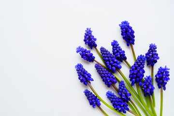 Blue spring flowers on a white background. Muscari armeniacum on a white background. Bright postcard, congratulations. Copy space still life flat lay. Armenian grape hyacinth.