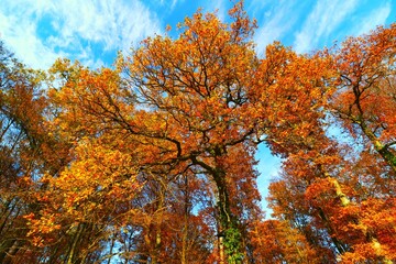 Fototapeta na wymiar arbre automne