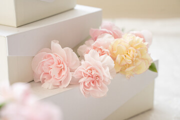 綺麗なカーネーションの壁紙