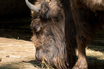 Wisent, europäischer Bison im öffentlichen Tierpark Oberwald Karlsruhe