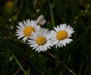 Common daisies - Bellis perennis - flowers with white petals and a yellow center, among wild grasses