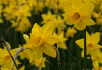 Narcyzy (Narcissus) - żółte wiosenne kwiaty.  - obrazy, fototapety, plakaty