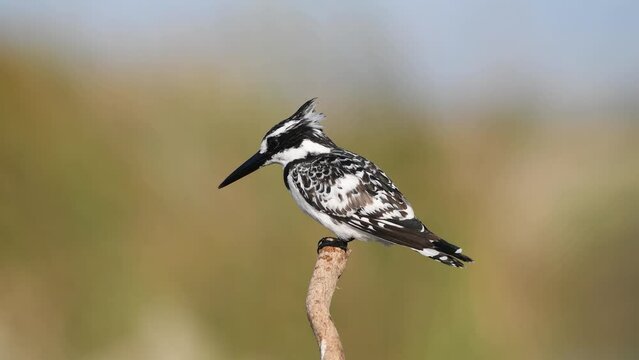 Pied Kingfisher on branch and hunting photography and video shooting