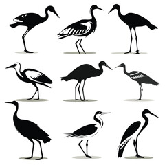 black and white birds set vector illustration isolated on white