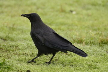 Crow on the grass