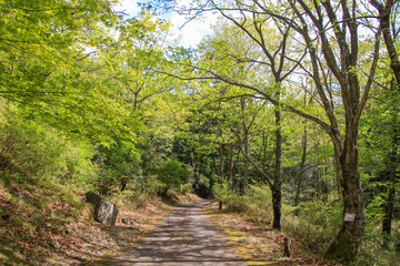 Obraz premium 釜掛谷ほんしゃくなげ群落