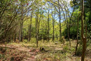 Fototapeta premium 釜掛谷ほんしゃくなげ群落