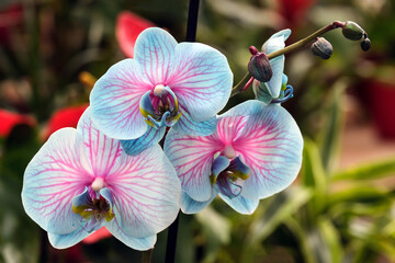 Blooming phalaenopsis orchid in a greenhouse, orchid painted in an unnatural color