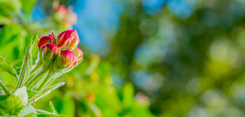 blooming apple tree close up for banner background