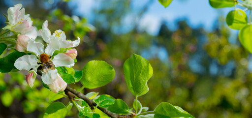 blooming apple tree close up for banner background