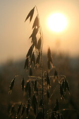 sunset in the grass beautiful summer sunset in the countryside, agriculture conceptbeautiful botanica